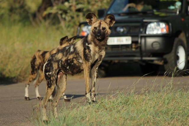 Wild dog on the move!